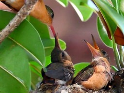 [Colibris Chics Feeding]