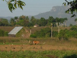 [Vinales]