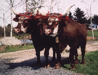 oxen