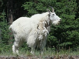 [Jasper National Park]