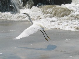 [egrets]