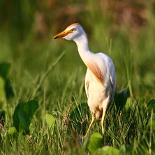 [Birds at la Barra 2009-07]