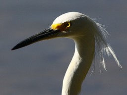 [Una Manaña en la Laguna de la Barra]