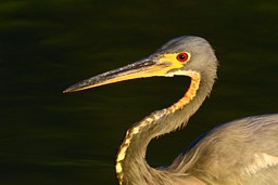 [La Laguna Chica]