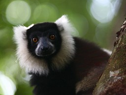 [Ivoloina Parc Zoologique]