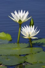 [Laguna de Manialtepec 2010]