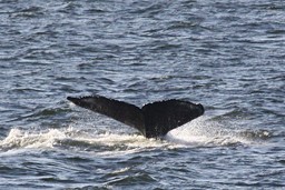 [Whales on the B.C. 
        Coast]